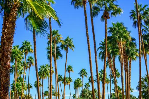 Palm Springs – Trans women dating